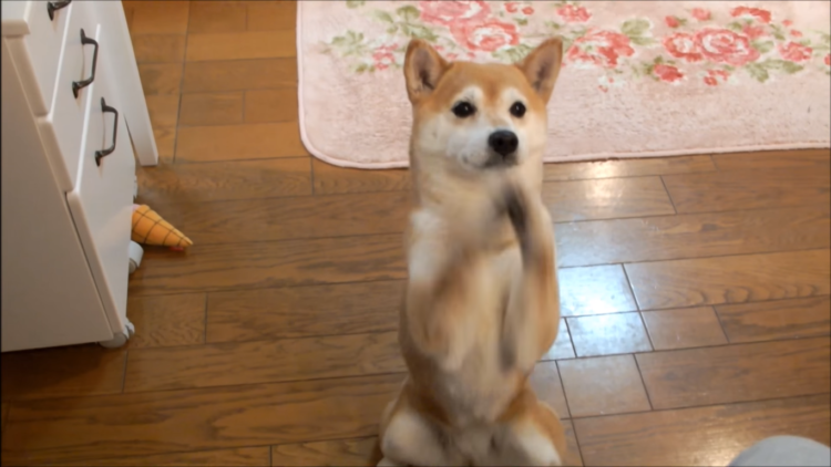 動物,犬,猫,しつけ,飼い方,育て方,病気,健康