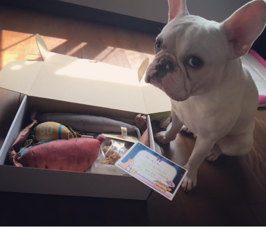 動物,犬,猫,しつけ,飼い方,育て方,病気,健康
