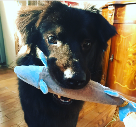 動物,犬,猫,しつけ,飼い方,育て方,病気,健康