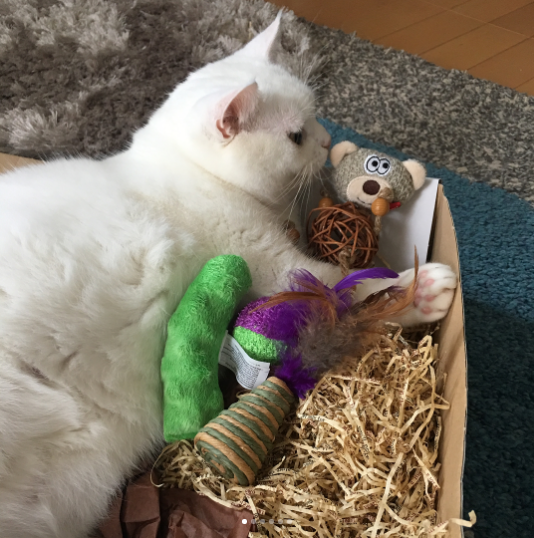 動物,犬,猫,しつけ,飼い方,育て方,病気,健康