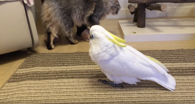 動物,犬,猫,しつけ,飼い方,育て方,病気,健康