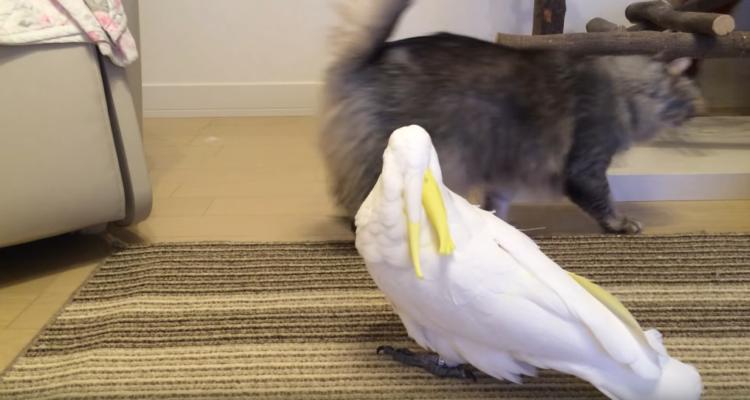 動物,犬,猫,しつけ,飼い方,育て方,病気,健康