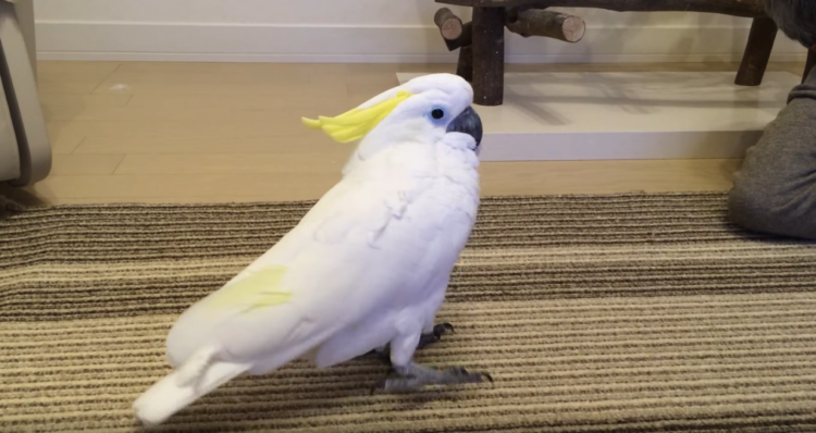 動物,犬,猫,しつけ,飼い方,育て方,病気,健康