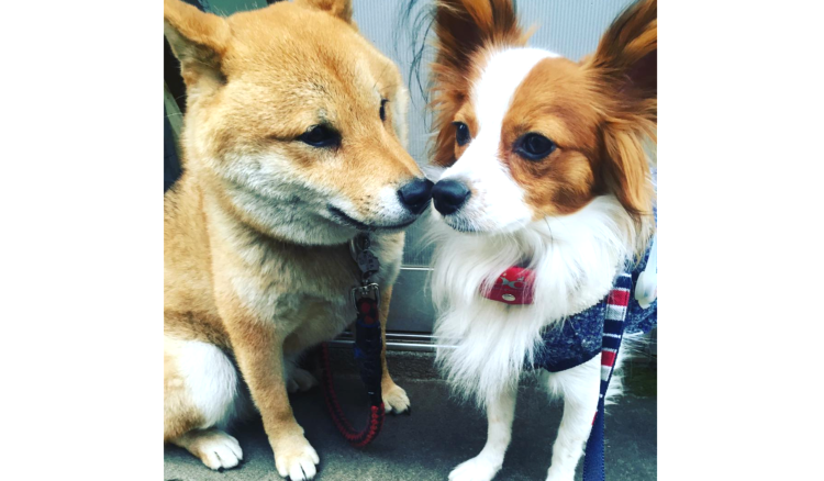 【お鼻であいさつ】犬猫たちの愛らしい “鼻ちょん”!その仕草を堪能する12枚の写真…(*´ェ`*)♡