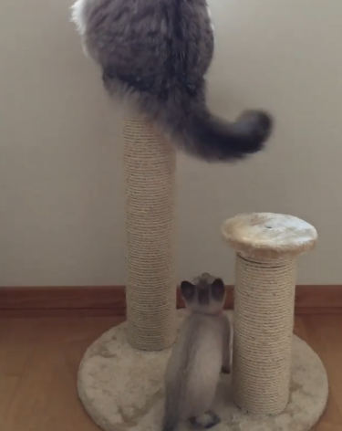 動物,犬,猫,しつけ,飼い方,育て方,病気,健康