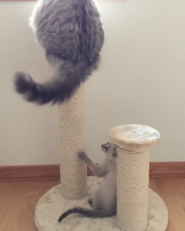 動物,犬,猫,しつけ,飼い方,育て方,病気,健康