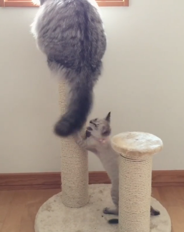 動物,犬,猫,しつけ,飼い方,育て方,病気,健康