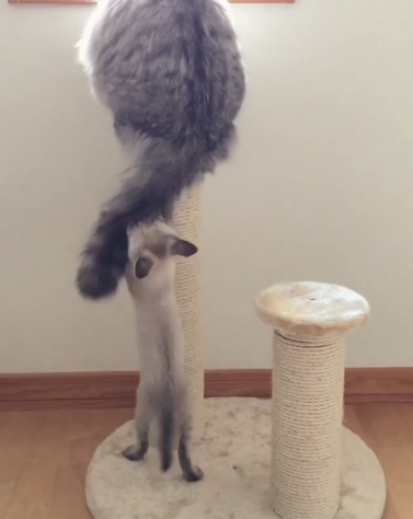 動物,犬,猫,しつけ,飼い方,育て方,病気,健康