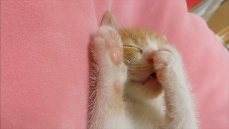 動物,犬,猫,しつけ,飼い方,育て方,病気,健康