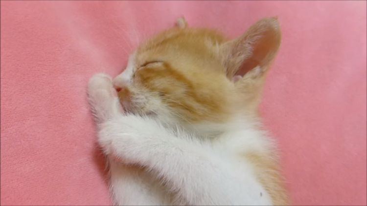 動物,犬,猫,しつけ,飼い方,育て方,病気,健康