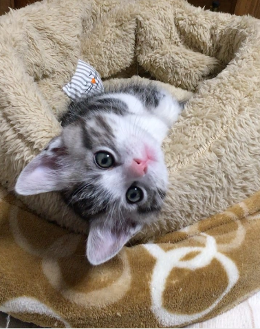 動物,犬,猫,しつけ,飼い方,育て方,病気,健康