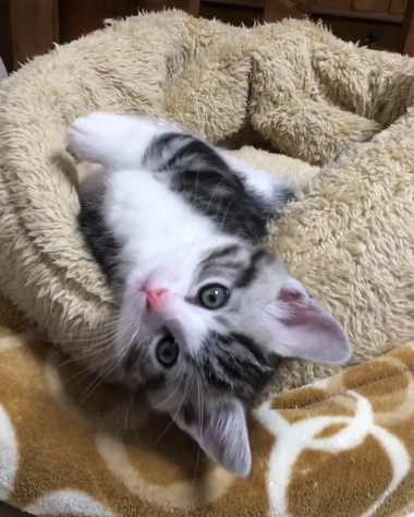 動物,犬,猫,しつけ,飼い方,育て方,病気,健康