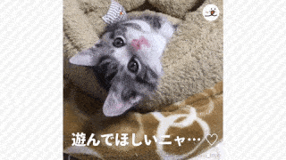 動物,犬,猫,しつけ,飼い方,育て方,病気,健康