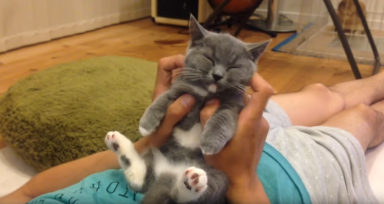 動物,犬,猫,しつけ,飼い方,育て方,病気,健康