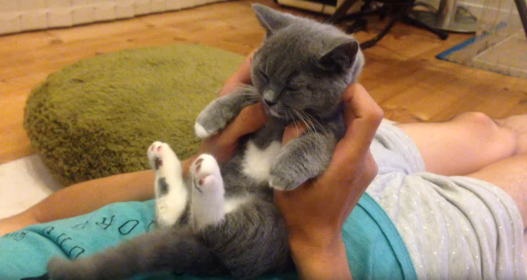動物,犬,猫,しつけ,飼い方,育て方,病気,健康