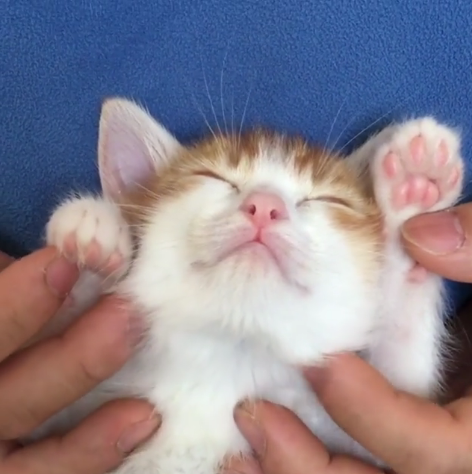 動物,犬,猫,しつけ,飼い方,育て方,病気,健康