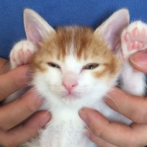動物,犬,猫,しつけ,飼い方,育て方,病気,健康