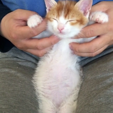 動物,犬,猫,しつけ,飼い方,育て方,病気,健康