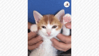 動物,犬,猫,しつけ,飼い方,育て方,病気,健康