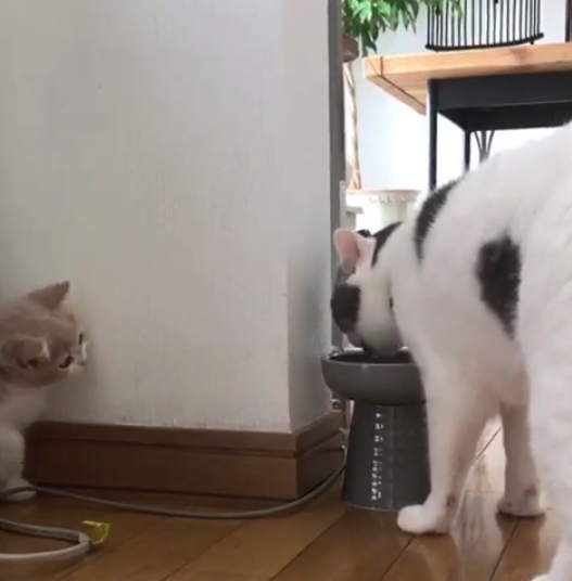 動物,犬,猫,しつけ,飼い方,育て方,病気,健康