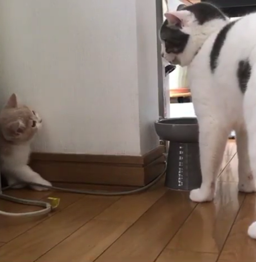 動物,犬,猫,しつけ,飼い方,育て方,病気,健康