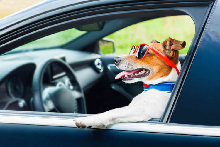 《東日本編》犬と快適ドライブ! 高速道路のドッグラン付きSA・PAをご紹介