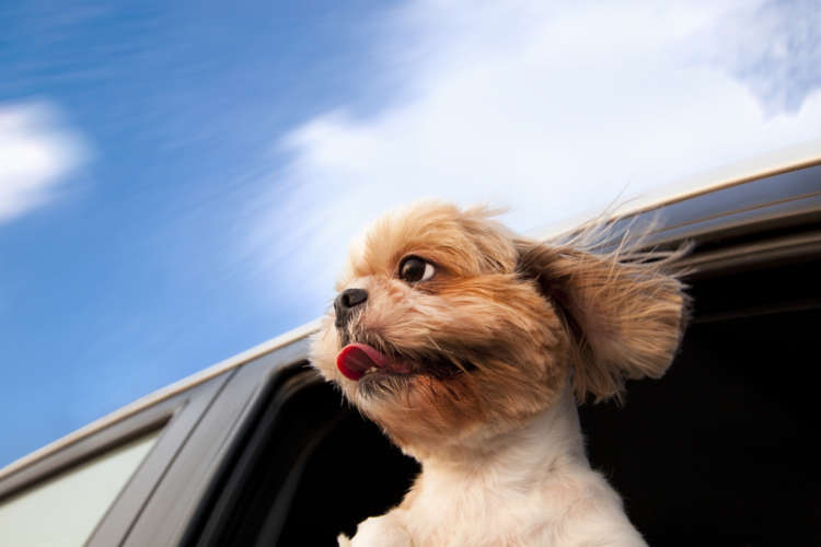 《中日本編》犬と快適ドライブ! 高速道路のドッグラン付きSA・PAをご紹介
