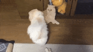 動物,犬,猫,しつけ,飼い方,育て方,病気,健康