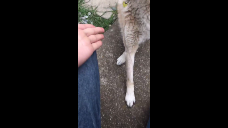 動物,犬,猫,しつけ,飼い方,育て方,病気,健康