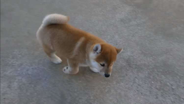 動物,犬,猫,しつけ,飼い方,育て方,病気,健康