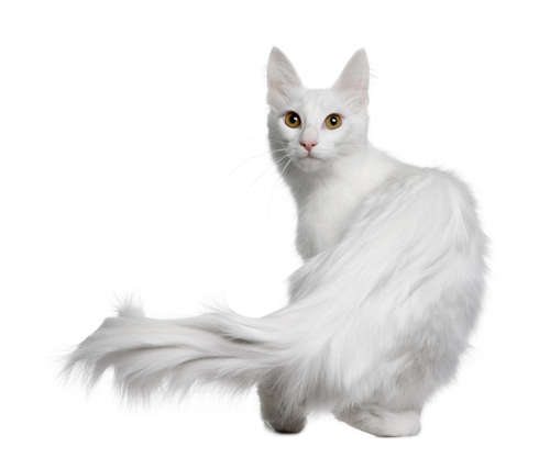 動物,犬,猫,しつけ,飼い方,育て方,病気,健康