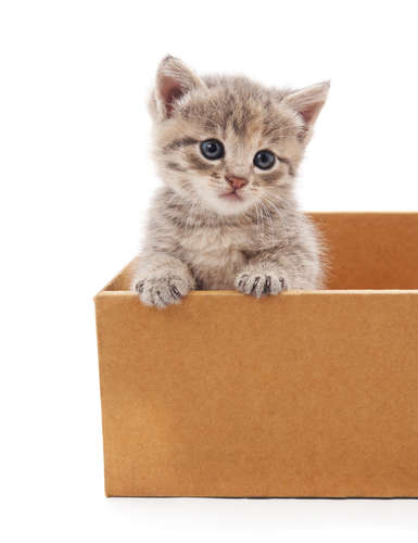 動物,犬,猫,しつけ,飼い方,育て方,病気,健康