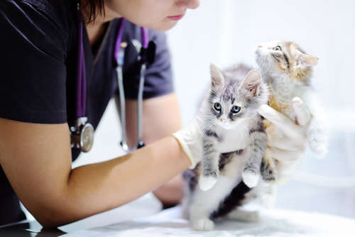 動物,犬,猫,しつけ,飼い方,育て方,病気,健康