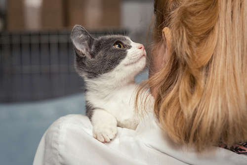 動物,犬,猫,しつけ,飼い方,育て方,病気,健康
