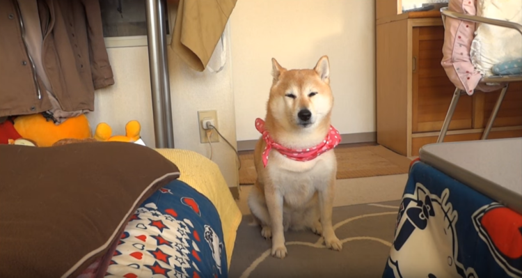 動物,犬,猫,しつけ,飼い方,育て方,病気,健康