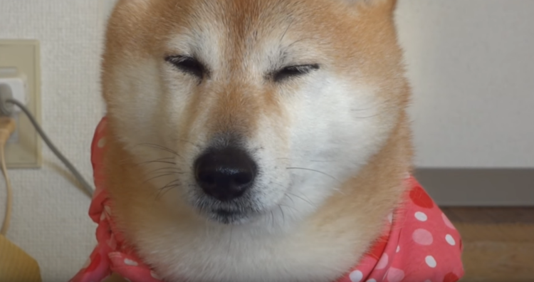 動物,犬,猫,しつけ,飼い方,育て方,病気,健康