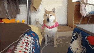 動物,犬,猫,しつけ,飼い方,育て方,病気,健康
