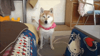動物,犬,猫,しつけ,飼い方,育て方,病気,健康