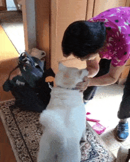 動物,犬,猫,しつけ,飼い方,育て方,病気,健康