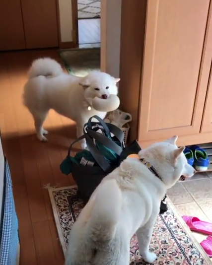 動物,犬,猫,しつけ,飼い方,育て方,病気,健康