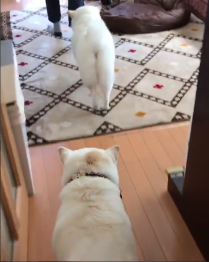 動物,犬,猫,しつけ,飼い方,育て方,病気,健康