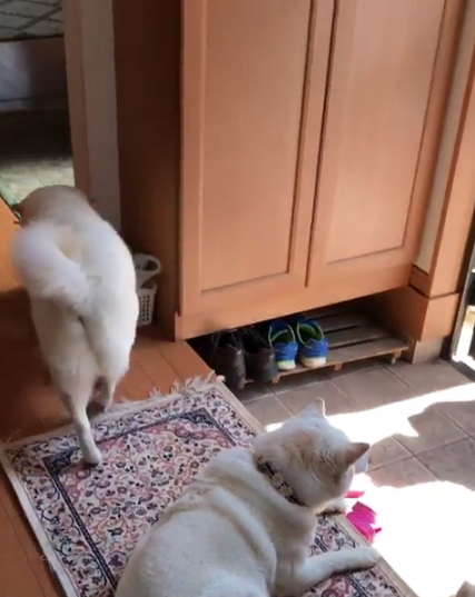 動物,犬,猫,しつけ,飼い方,育て方,病気,健康