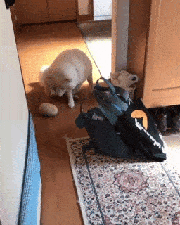 動物,犬,猫,しつけ,飼い方,育て方,病気,健康