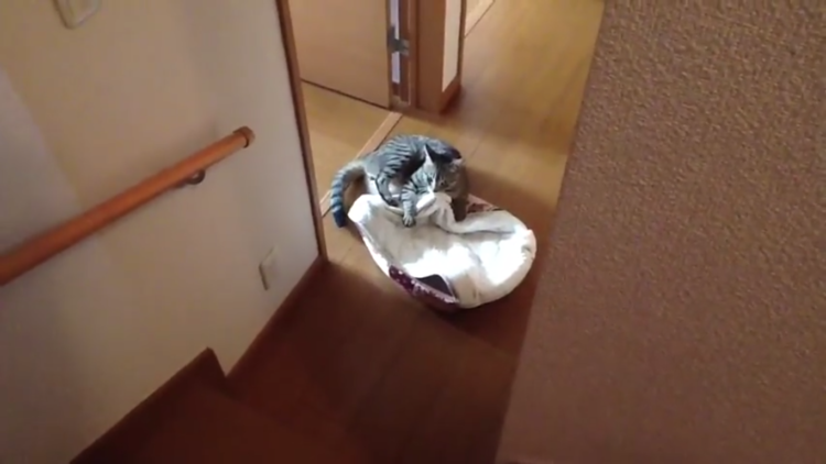 動物,犬,猫,しつけ,飼い方,育て方,病気,健康