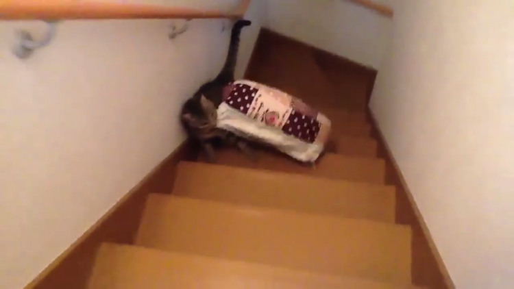 動物,犬,猫,しつけ,飼い方,育て方,病気,健康