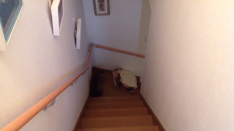 動物,犬,猫,しつけ,飼い方,育て方,病気,健康