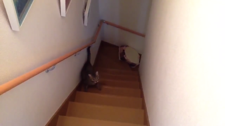 動物,犬,猫,しつけ,飼い方,育て方,病気,健康