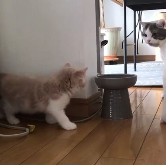 動物,犬,猫,しつけ,飼い方,育て方,病気,健康