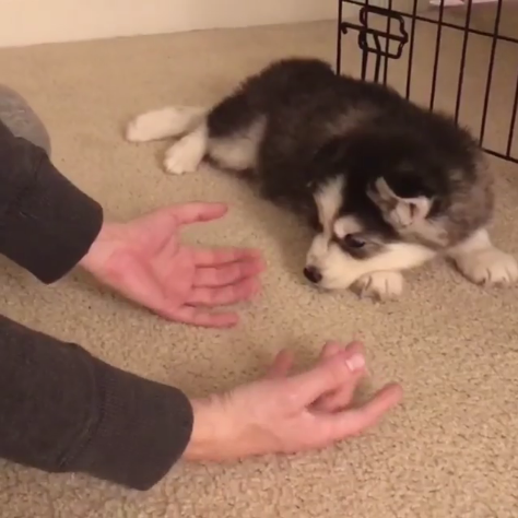 動物,犬,猫,しつけ,飼い方,育て方,病気,健康