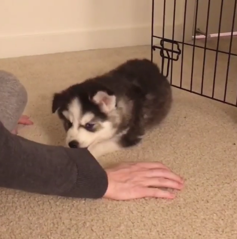 動物,犬,猫,しつけ,飼い方,育て方,病気,健康